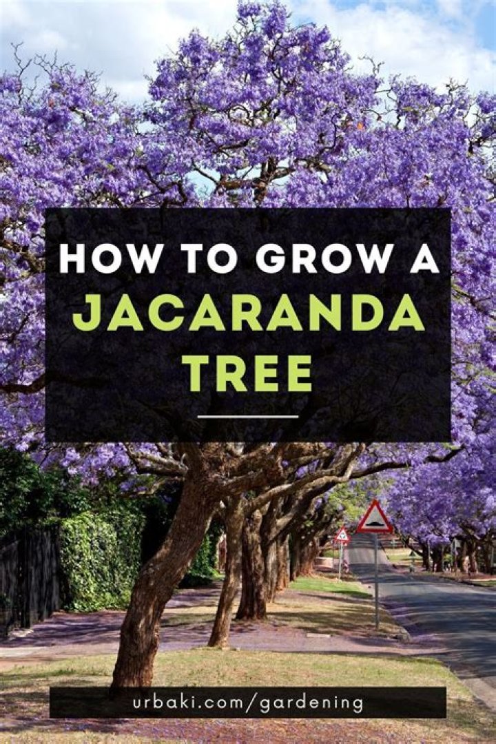 How do you care for a jacaranda tree?